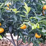 Le Chardon Bleu فندق