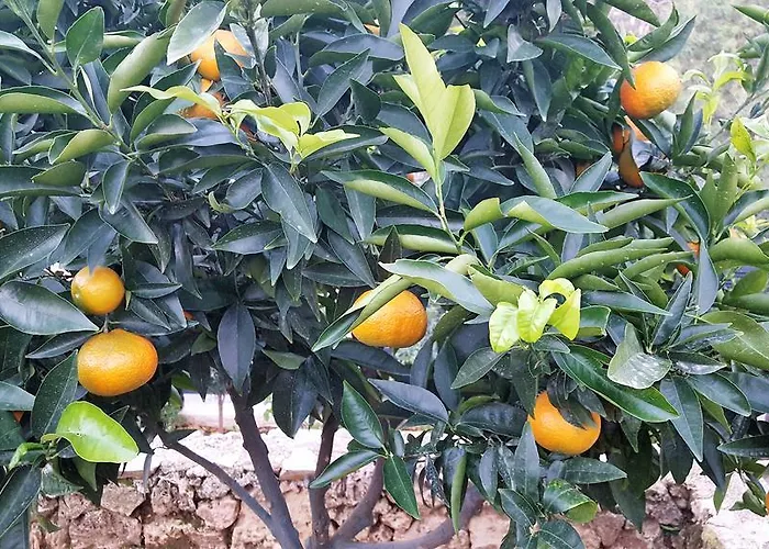 Hotel Le Chardon Bleu Sainte-Maxime