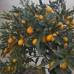 Le Chardon Bleu فندق