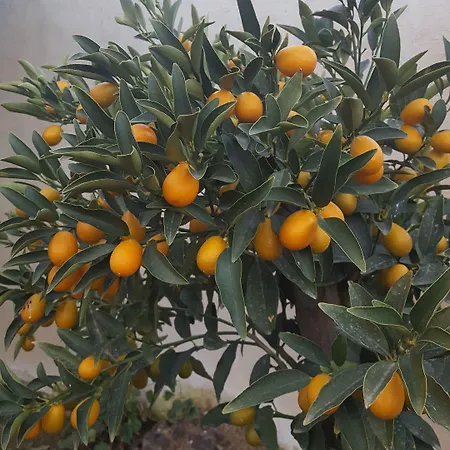 Le Chardon Bleu מלון