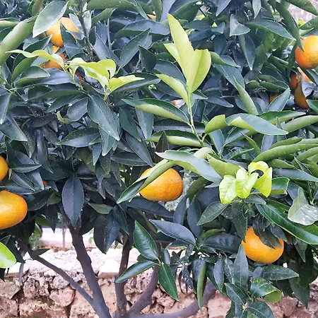 Le Chardon Bleu מלון