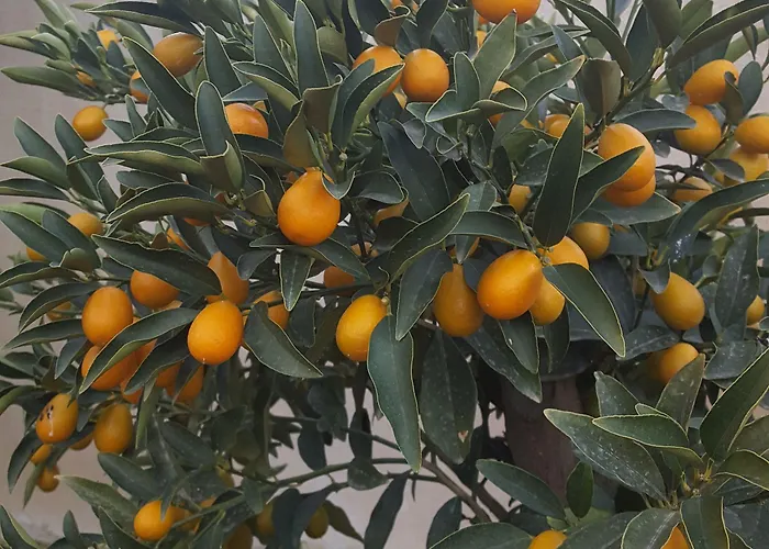 Le Chardon Bleu Szálloda