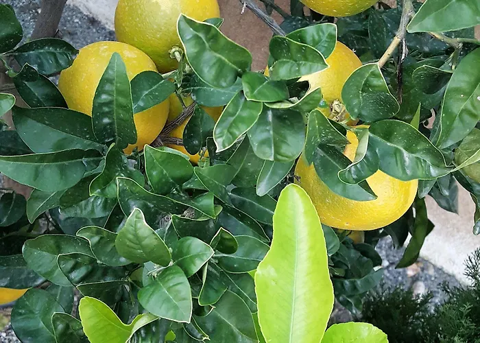 Szálloda Le Chardon Bleu